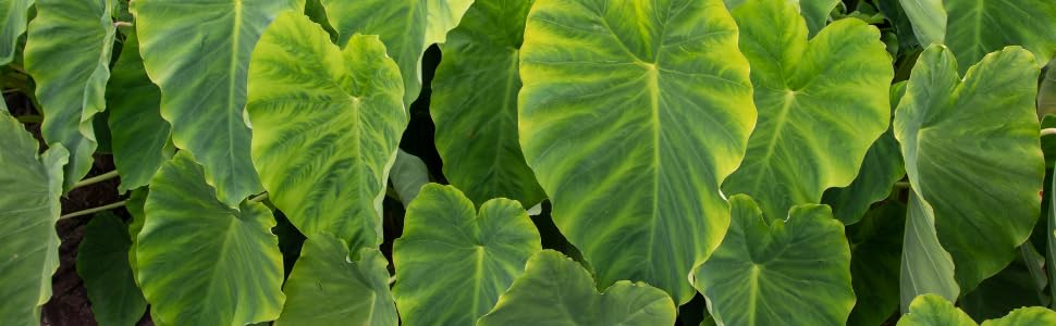Taro Plants Growing