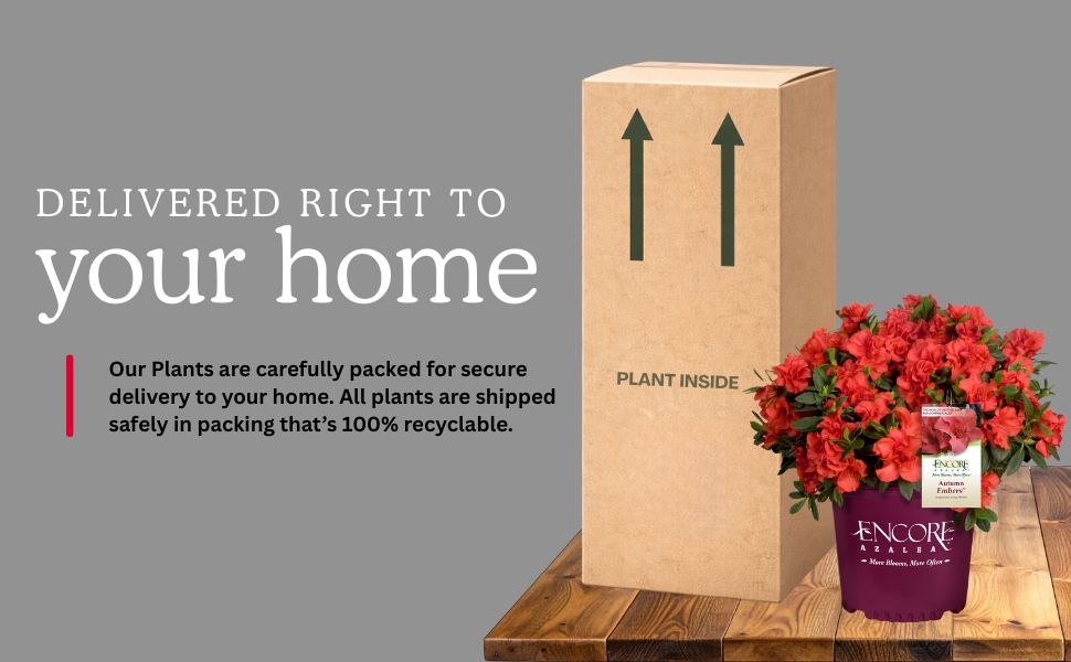 Delivered rigt to your home