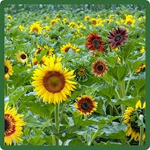 Tall Helianthus Annuus Sunflowers