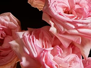 rose floral scented perfumes womens fragrance