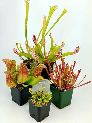 carnivorous plants