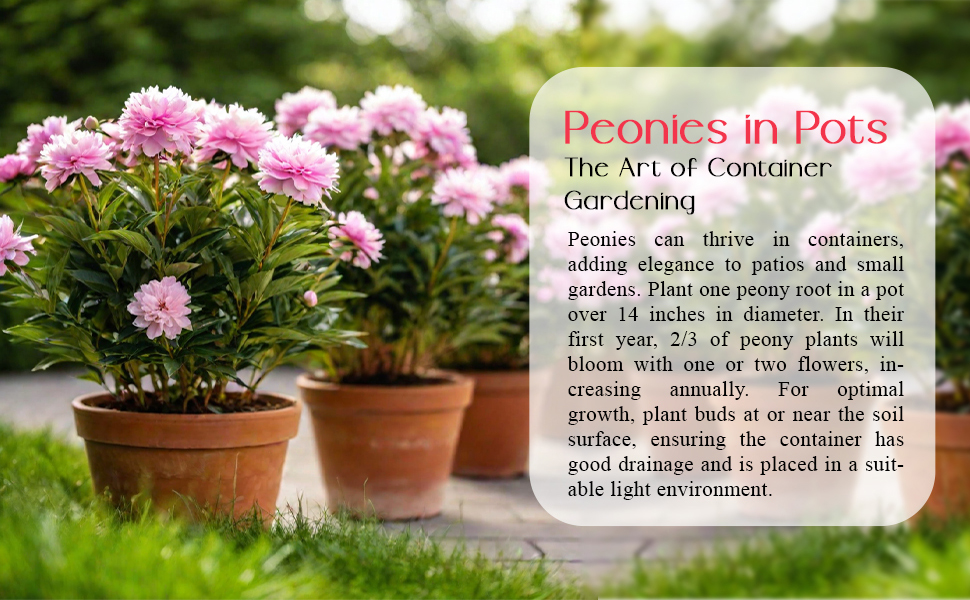 Peonies in Pots