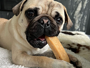 dog chews small yak milk dog chew cheese dog toy safe dog chews yak dog chews native pet calm