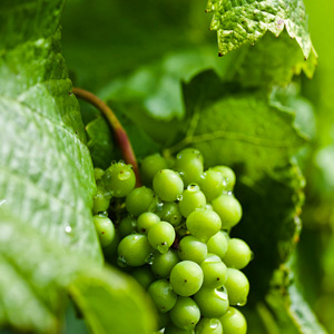 Grapes