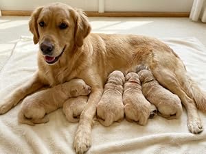 Mother dog nursing newborn puppies on blanket in indoor whelping area