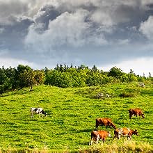 cows