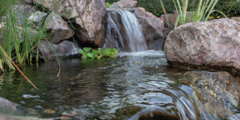 The Pond Guy has been helping pond, lake, and water garden customers for over 26 years!