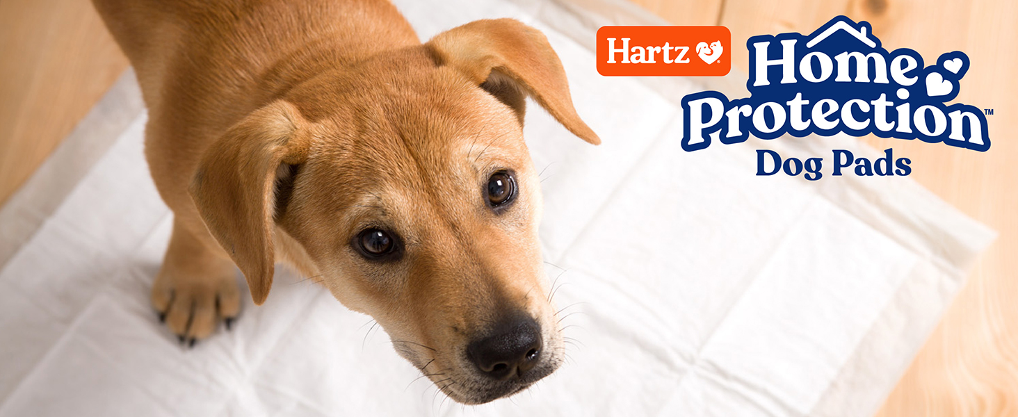 Dog Pads