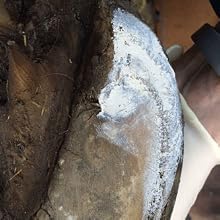 Close-up image of a worn leather boot or shoe being treated with what appears to be cleaning or maintenance product.