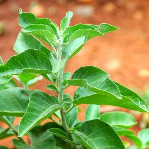 Ashwagandha Plant