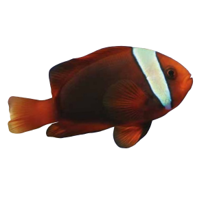 oscar