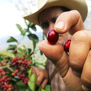 Rainforest Alliance