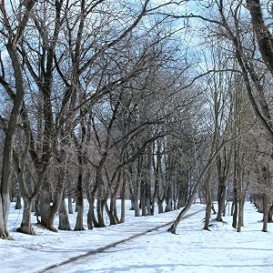 lombary poplar tree, cz grain