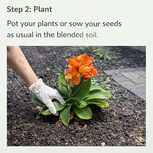 Step 2: A gloved hand carefully plants an orange flower in soil blended with Soil Vigor.