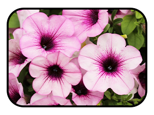 pink annual flowers. possibly petunia or calibrachoa
