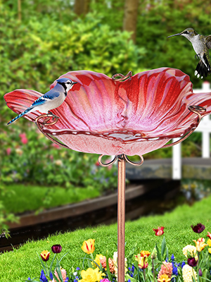 birdbath
