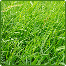 Dense Xeriscape Low Growing Grass