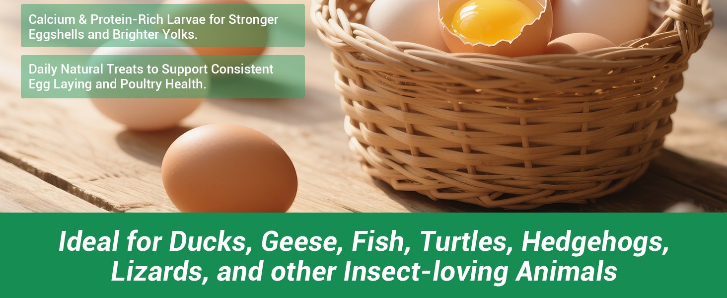 BSFL feed for fish, reptiles, ducks, lizards, and other insect-eaters