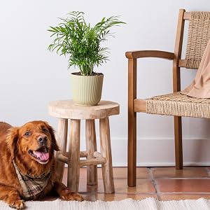 pet friendly houseplant, dog safe indoor plant, parlor palm, live plant home decor, non toxic plant