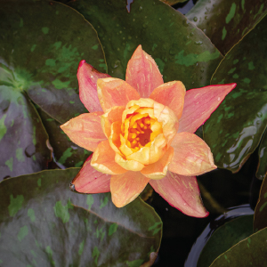 beautiful blooms enhance pond