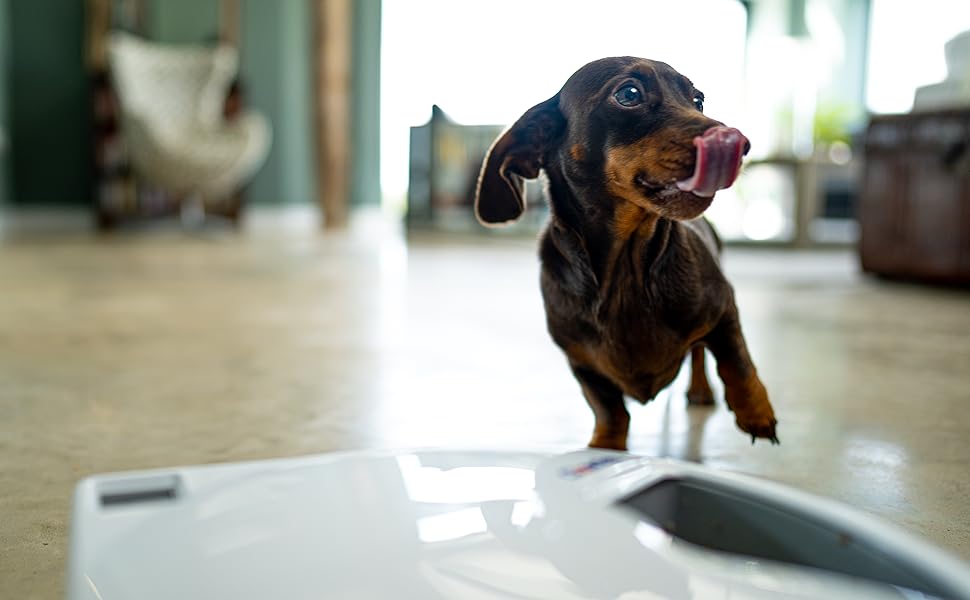 Small dog licking its lips eating from automatic feeder