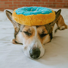 Corgi with Jumbo donutz on head
