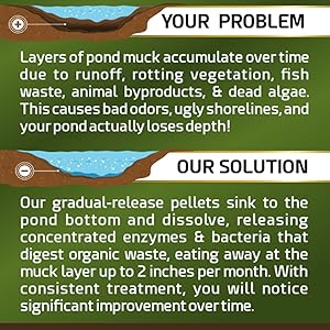 pond bacteria