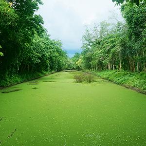 Pond covered in algae