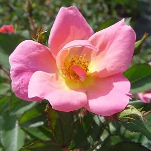 rose;flower;pink;