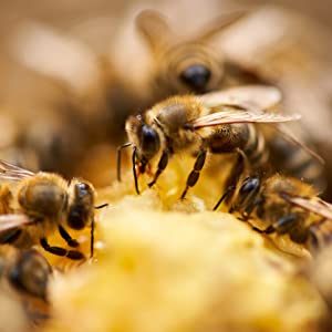 Bee Propolis