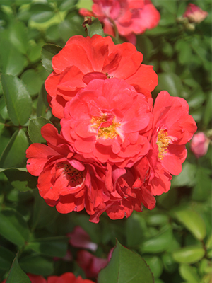 coral drift knockout rose bush perfect plants nursery colorful flowering shrub groundcover miniature