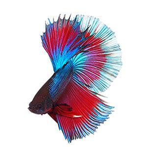 aplus content image