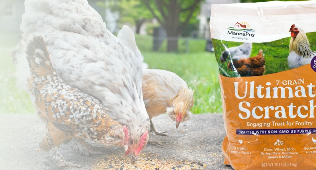 Manna Pro Ultimate 7-grain scratch poultry treat