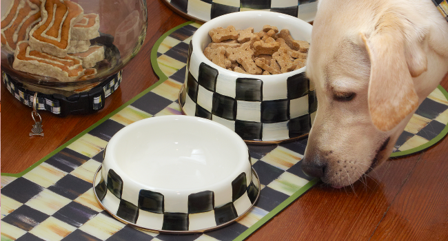 Dog with Courtly Check pet bowls and placemats.