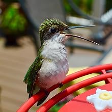 Keep Hummingbirds Happy - And Loyal!