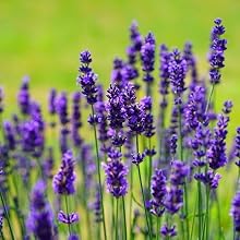 lavender oil shea butter privai body butter conditioning moisturize retain elasticity long lasting
