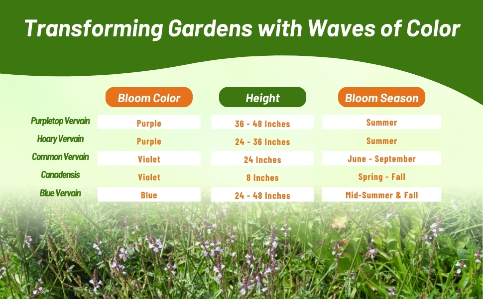 Bloom Season, Height, &amp;amp; Color Chart of Vervain Verbena