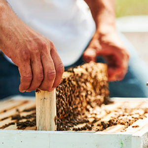 Manuka honey