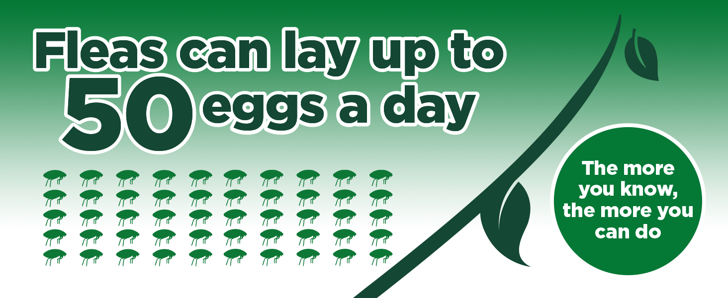 fleas can lay up to 50 eggs a day
