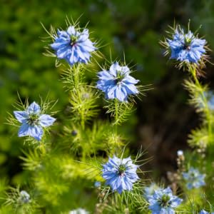 North American Herb &amp; Spice