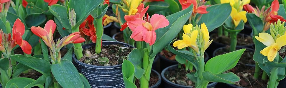 Canna Containers