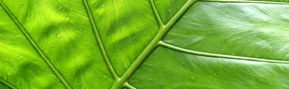 gardenia water calla gardener shade tropical soil hostas life dieffenbachia thailand mammoth jumbo