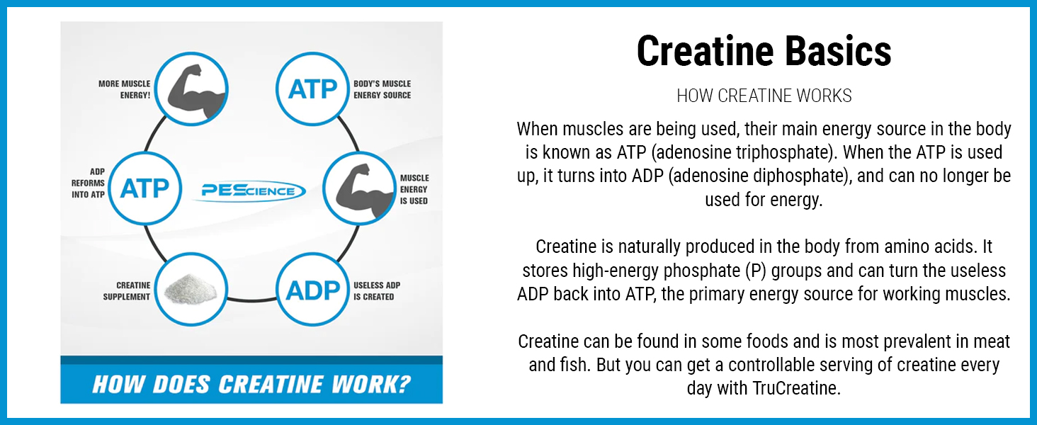 how creatine works ATP cycle