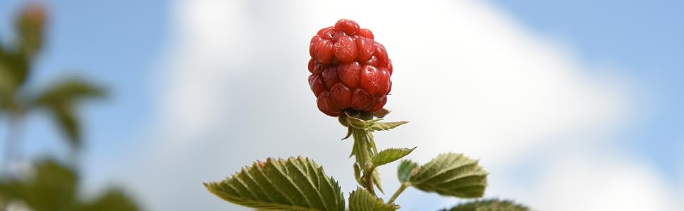 raspberry in the sky for organic potting mix
