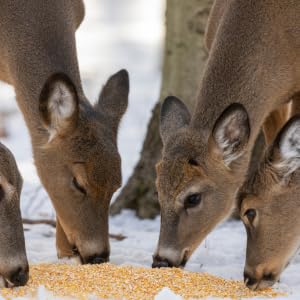 Close Up of Deer Eating Corn