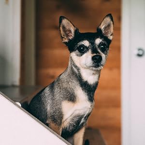 Chihuahua Darker Looking