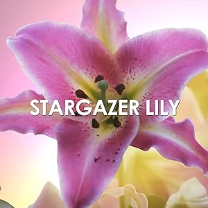 Britney Spears Hidden Fantasy Stargazer Lily