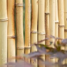 bamboo fencing