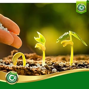 Urea seedlings