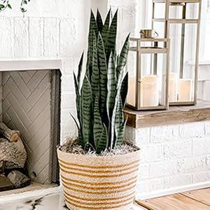 plant by fireplace